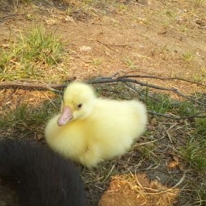 Ethel, my White Chinese female hanging out with the dog (tail).