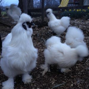 Whites out for a stroll.