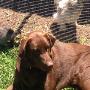Ever guarding the Silkies inside and outside the pens.  These are her babies!
