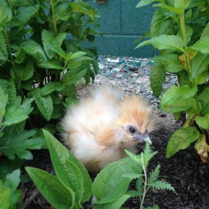 Young buff Silkie looking for insects!