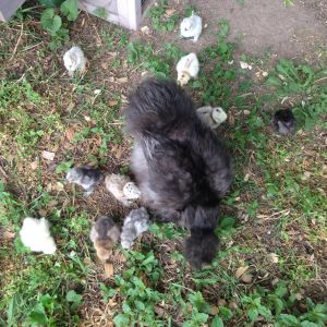 Lucy watching over her newly hatched eggs.  Not her eggs but definitely her chicks.