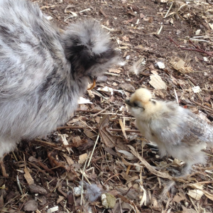Henrietta teasing her youngster.