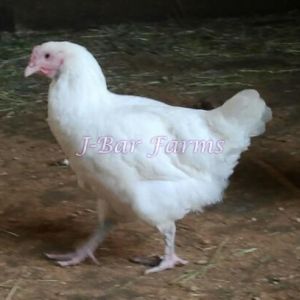 3.5 month old white Marans pullet