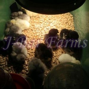 BCM and BBS copper Marans chicks