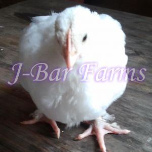 6 week old white pullet