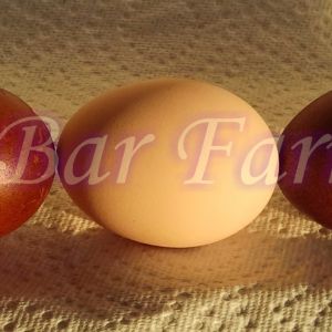 Two Marans eggs interspersed with layer flock eggs