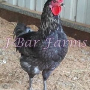 Dark Blue Isbar cockerel