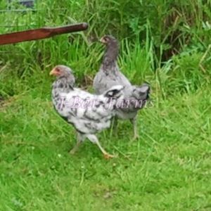 Splash and Blue Isbar Pullets