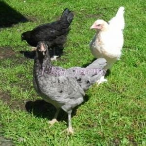 Blue Isbar pullet (BCM and white Marans in background)