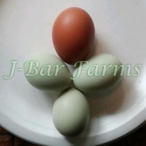 Isbar eggs