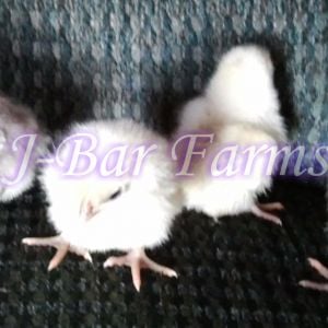Isbar chicks