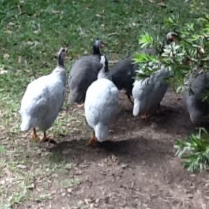 Guineas are great!