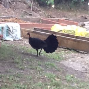 Our wild resident turkey walking through!