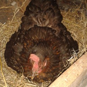 She went broody about a week ago . I put her 15 eggs yesterday . She hatched 7 chicks last year . A great, caring and protective mother and a great egg layer