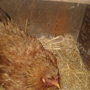First time she went broody. Hope she is a good mother. She has about 10 days sitting on 15 eggs I choose for her.