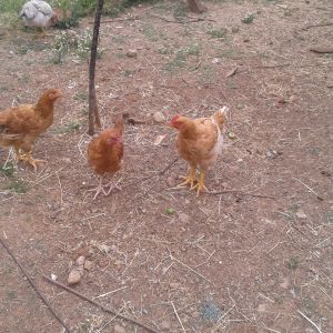 these 3 with six others are a gift from my uncle. they are growing so fast. do you think they belong to any breed ? can anyone identify them ?