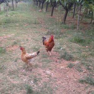 the alpha rooster with one of last year's chicks. they were both hatched by the same hen.