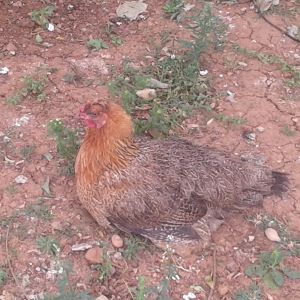 this is a very good egg layer. she is 4 years old but went broody just last year. amazing hen. she took care of her babies for 4 months.