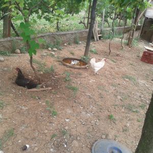 the white one is a very good egg layer and she went broody about 5 times this year but i don't want to let her hatch any eggs this year because i hatched too many chicks