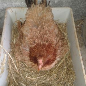 hatching day.  the best mother hen I have. she goes broody about 5 times a year. she's 3 years old now and has hatched about 100 chicks