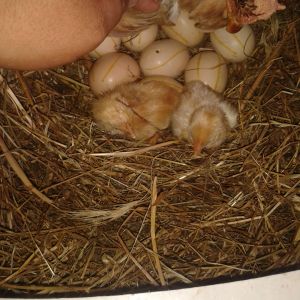 here are 3 little chicks.. 10 other eggs remained.