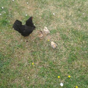 she hatched 5 chicks in January. they were all growing so fine but one day a howk took 4 of them. she remained with just one chick