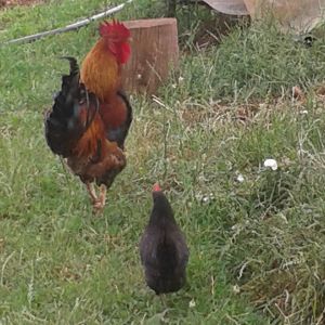 Igor (name of the rooster) loves spending time with my bantam hens. He rarely stays with other hens. he's about 11 months