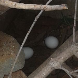 secret nest I discovered today from my of my black bantam hens.