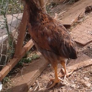 she is a beautiful pullet. It's a mix between Igor (who is completely  mix breed) and a white leghorn hen. hope she developes a big comb when she starts laying because I love hens with a big comb. :)