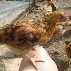 the friendliest. he nevers eats with other hens. he likes to sit on my knee