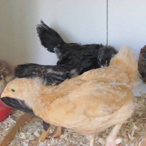 We got 8 new chicks, and here they are at 4 wks old. (2 slw, 2 bo, 2 partridge rocks, 1 australorp, and 1 double laced barnevelder.)
