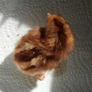Rhodebar pullet chick