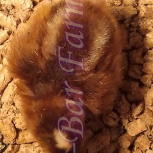Rhodebar cockerel chick