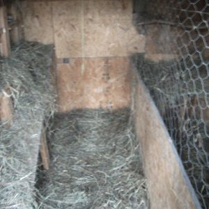 this is our coop after the weekly overhaul;   this is the way your coop should be at all times!we use only fresh top-cut-first cut feed hay instead of the brown dried up dusty or even wet and moldy stuff like on display at halloween!!    the top cut gives off a great deodorizing aroma and absorbs the ammonia and methane fumes in the air that build up over a week between major cleanings and the nest hay is refreshed daily; layers of old newspaper under this thick layer of hay makes clean up a snap; we double layer it in this fasion simply rolling up the soiled bedding to reveal another fresh layer underneath saving time and effort;   and NEVER scraping concrete like feces off anything anywhere at all; if you catch yourself finding the need for a scraper then youve failed to maintain your coop in a sanitary fashion;  this coop was a 40year old shed ready to go back to nature when we obtained free scrap wood off craigslist locally and made it habitable for a breeding flock; it barely cost a hundred bucks to do;   horse farms or where livestock is fed is a great place to get bales of top-cut feed hay;look around its well worth it in the long run!!
