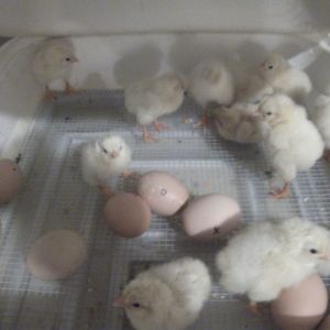 a clutch of purebred delaware chicks we hatched this spring and sold off; these guys are distributed here on long island to establish this rare breed locally;