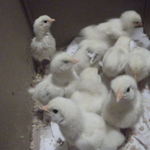 another clutch of this seasons chicks(2014)  all are stong and healthy; we never use medicines on our birds so these are naturally healthy and strong specimens of a fresh totally non-inbred bloodline bred right here on long island;