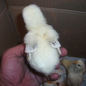 one of the chicks at 4 days old; already getting black markings in on the wings; what beautiful specimens they will be for some new lucky flock owner!