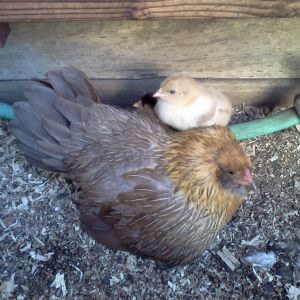 climbing on mom.