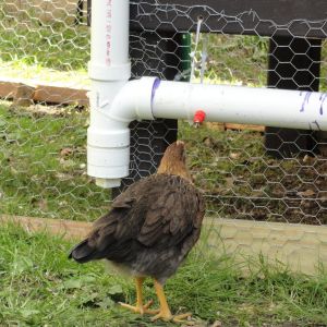 Trying out the new waterer