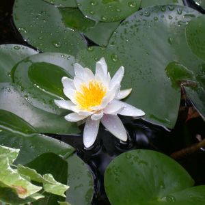 My pond lily in bloom 2014