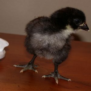 First Hatch in May, Male Orp