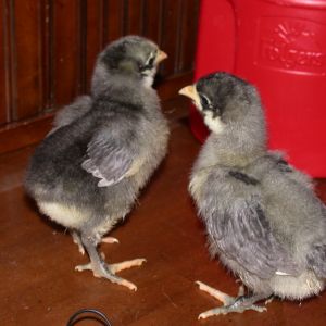 Two Blue English Orps, by feathering, male to left, female on right.
