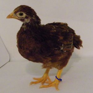 "Blue Bell" Buckeye @ 5 wks