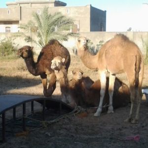 Camels for sale at local butcher shop. This is fresh as it gets here. You pick they butcher on site.