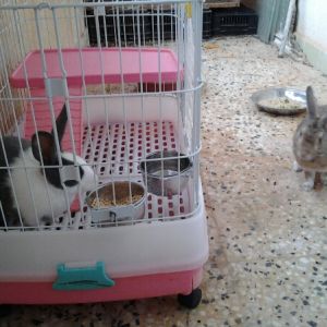Nymeria Dutch doe and Meer a Chinchilla buck. She is 20 weeks he is 1 yr old.