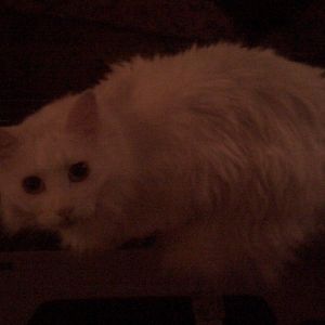 My male cat little man