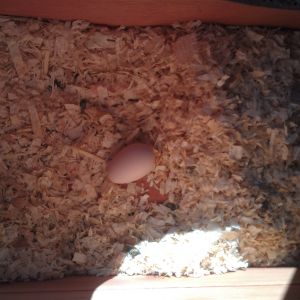 Our 1st EGG!!!!!!!!
White Rocks.
Right on the 5 month mark.