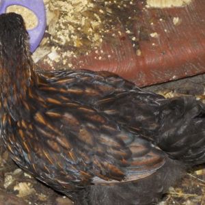 Amber, BLRW, black pullet, wouldn't show her face!