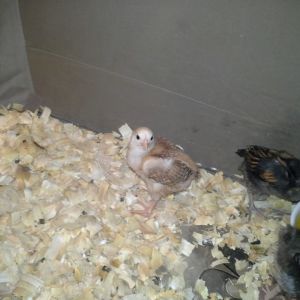 This is number 2 of the 3 EE type I now own. She is slightly darker than Sunshine. Havent named her just yet.