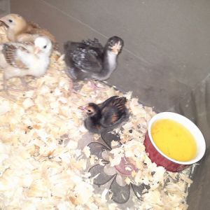 Directly next to the red water bowl is my Golden lace Polish mixed with either RIR or a Barred Rock. Havent named her as of yet.